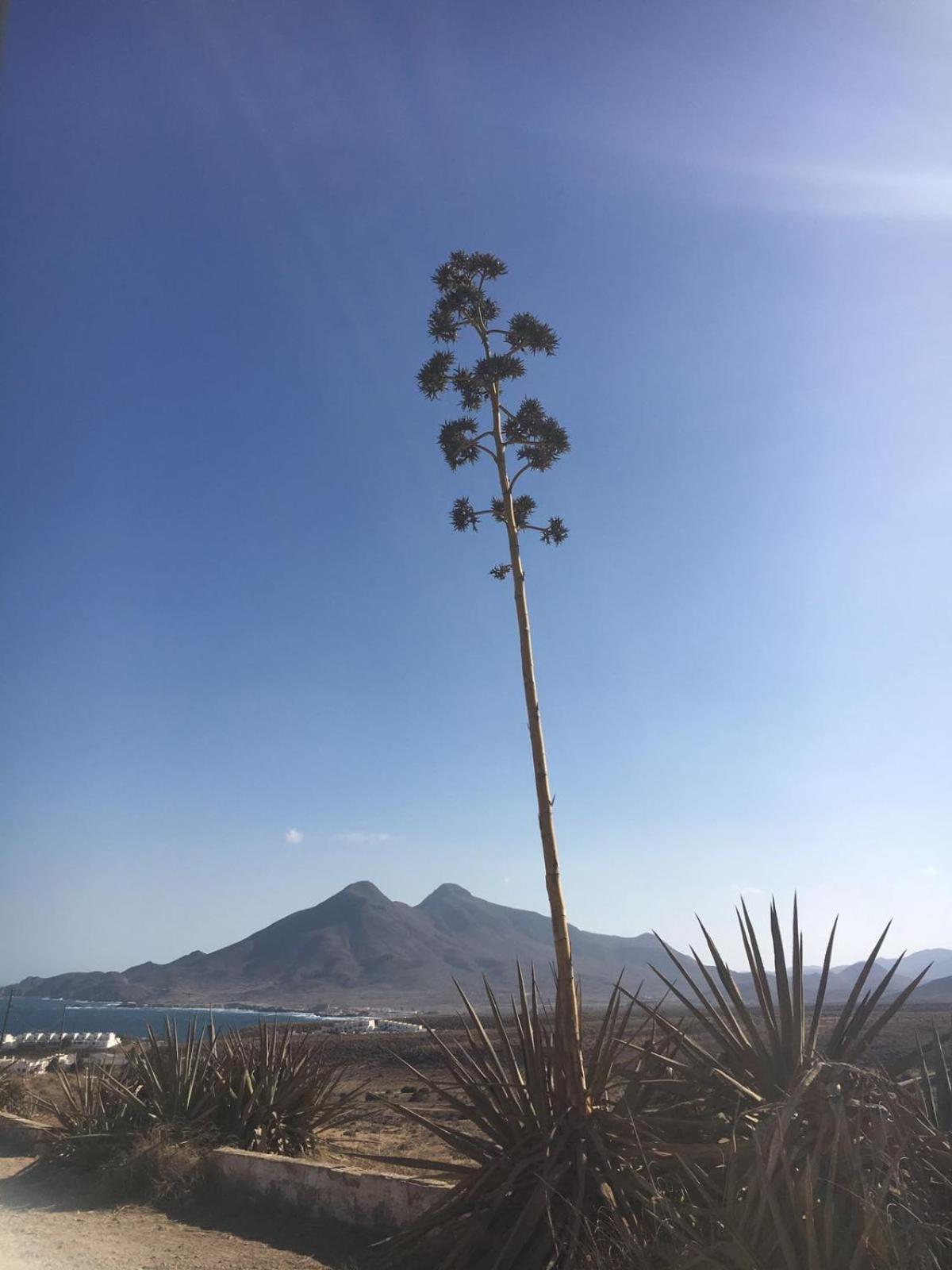 Casas Rurales Cortijo Torreblanca Parque Cabo De Gata เอล ปอโซ เด ลอส ไฟรเลส ภายนอก รูปภาพ